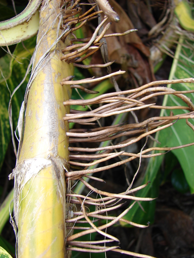 Pothos Yellow Leaves: Diagnose and Fix the Cause